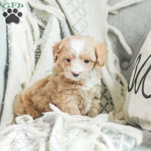 Lola, Maltipoo Puppy