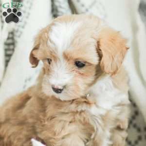 Lola, Maltipoo Puppy