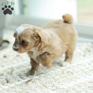 Lola, Maltipoo Puppy