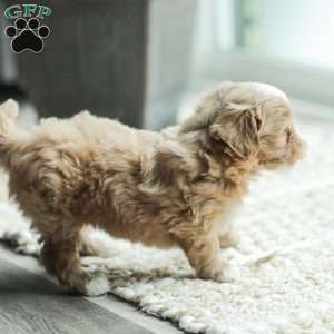 Lola, Maltipoo Puppy