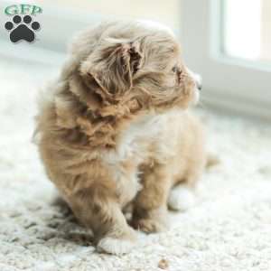Lola, Maltipoo Puppy