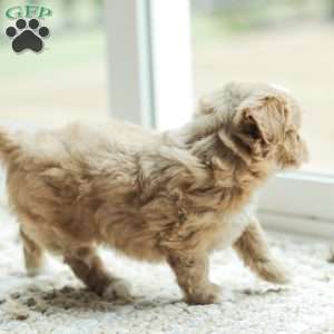 Lola, Maltipoo Puppy