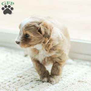 Lola, Maltipoo Puppy