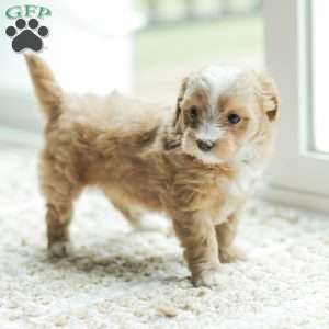 Lola, Maltipoo Puppy