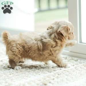 Lola, Maltipoo Puppy