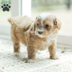Lola, Maltipoo Puppy