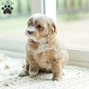 Lola, Maltipoo Puppy
