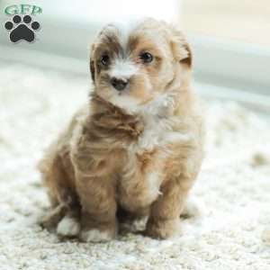 Lola, Maltipoo Puppy
