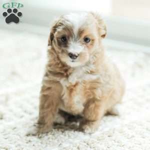 Lola, Maltipoo Puppy