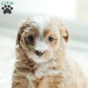 Lola, Maltipoo Puppy
