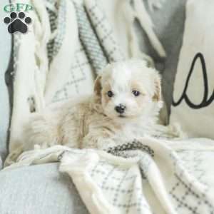 Arlo, Maltipoo Puppy