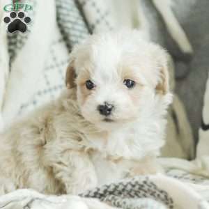 Arlo, Maltipoo Puppy