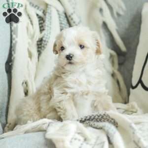 Arlo, Maltipoo Puppy