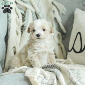 Arlo, Maltipoo Puppy
