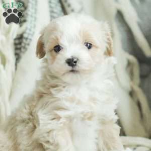Arlo, Maltipoo Puppy