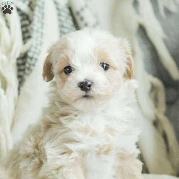 Arlo, Maltipoo Puppy