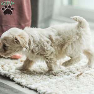 Arlo, Maltipoo Puppy