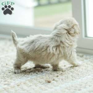 Arlo, Maltipoo Puppy