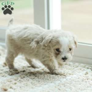 Arlo, Maltipoo Puppy