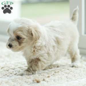 Arlo, Maltipoo Puppy