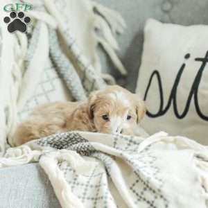 Abby, Maltipoo Puppy