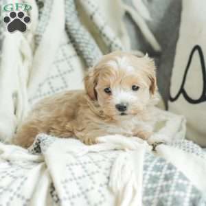 Abby, Maltipoo Puppy