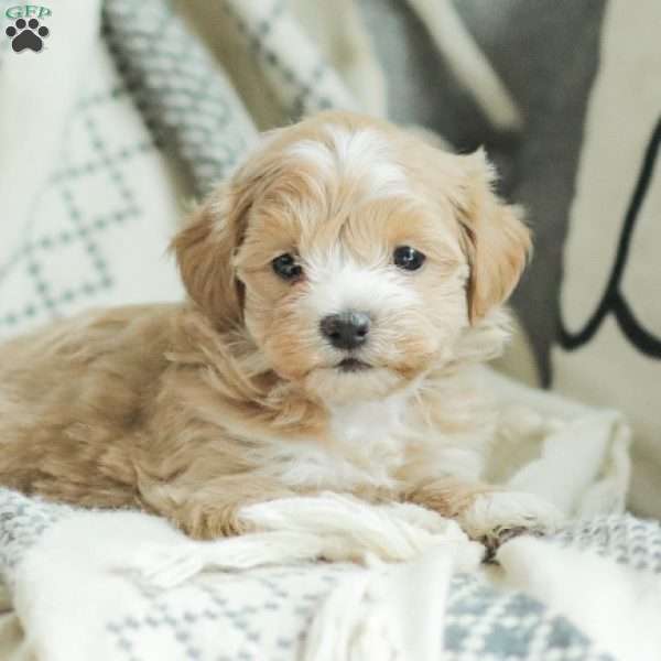 Abby, Maltipoo Puppy