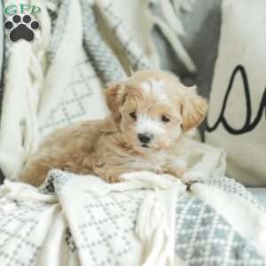 Abby, Maltipoo Puppy