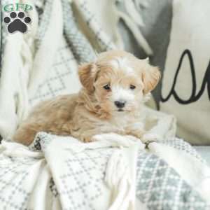 Abby, Maltipoo Puppy