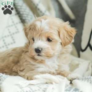 Abby, Maltipoo Puppy