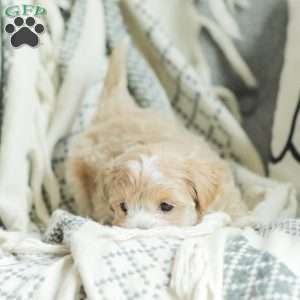 Abby, Maltipoo Puppy