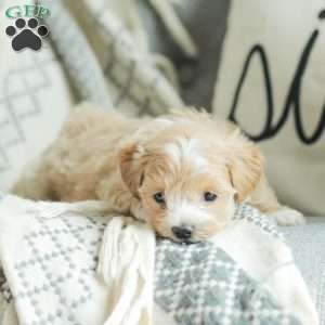 Abby, Maltipoo Puppy