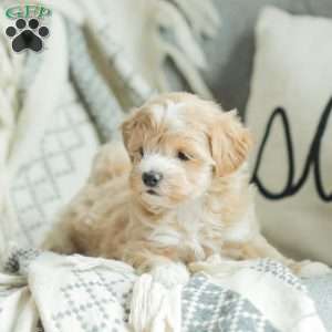 Abby, Maltipoo Puppy