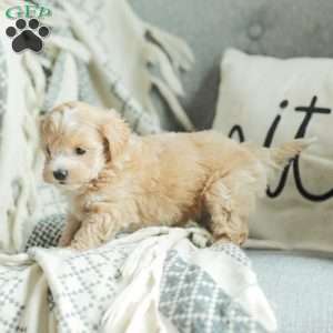 Abby, Maltipoo Puppy