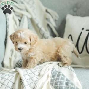 Abby, Maltipoo Puppy