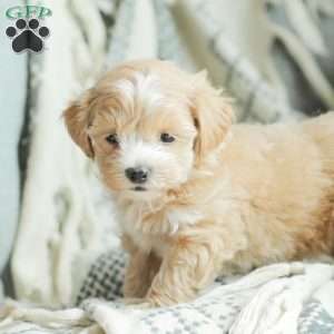 Abby, Maltipoo Puppy