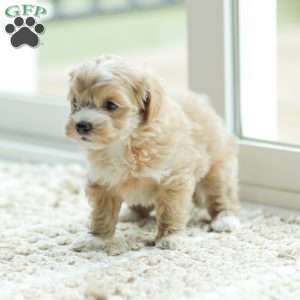 Abby, Maltipoo Puppy