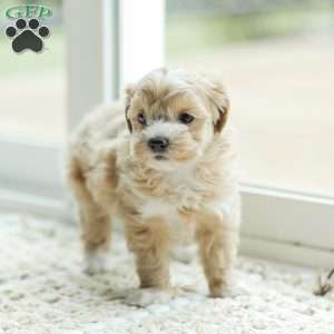 Abby, Maltipoo Puppy