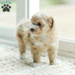Abby, Maltipoo Puppy