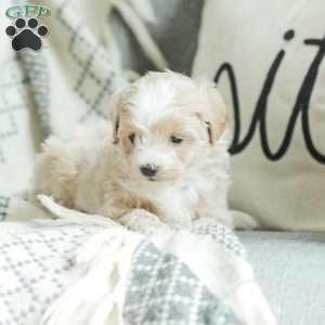 Aiden, Maltipoo Puppy