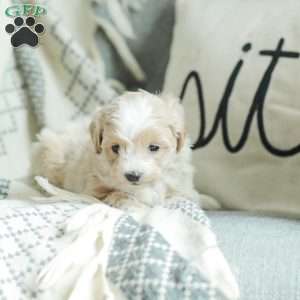 Aiden, Maltipoo Puppy