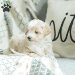 Aiden, Maltipoo Puppy