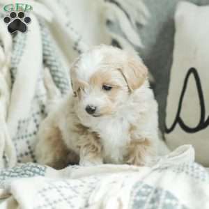 Aiden, Maltipoo Puppy