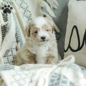 Aiden, Maltipoo Puppy