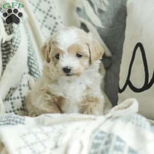 Aiden, Maltipoo Puppy