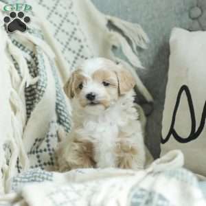 Aiden, Maltipoo Puppy