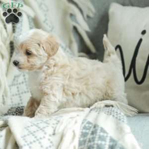 Aiden, Maltipoo Puppy