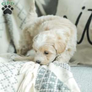 Aiden, Maltipoo Puppy