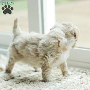 Aiden, Maltipoo Puppy
