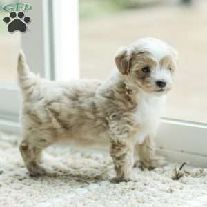 Aiden, Maltipoo Puppy